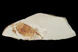 Miocene Pea Crab (Pinnixa) Fossil - California #141621-1
